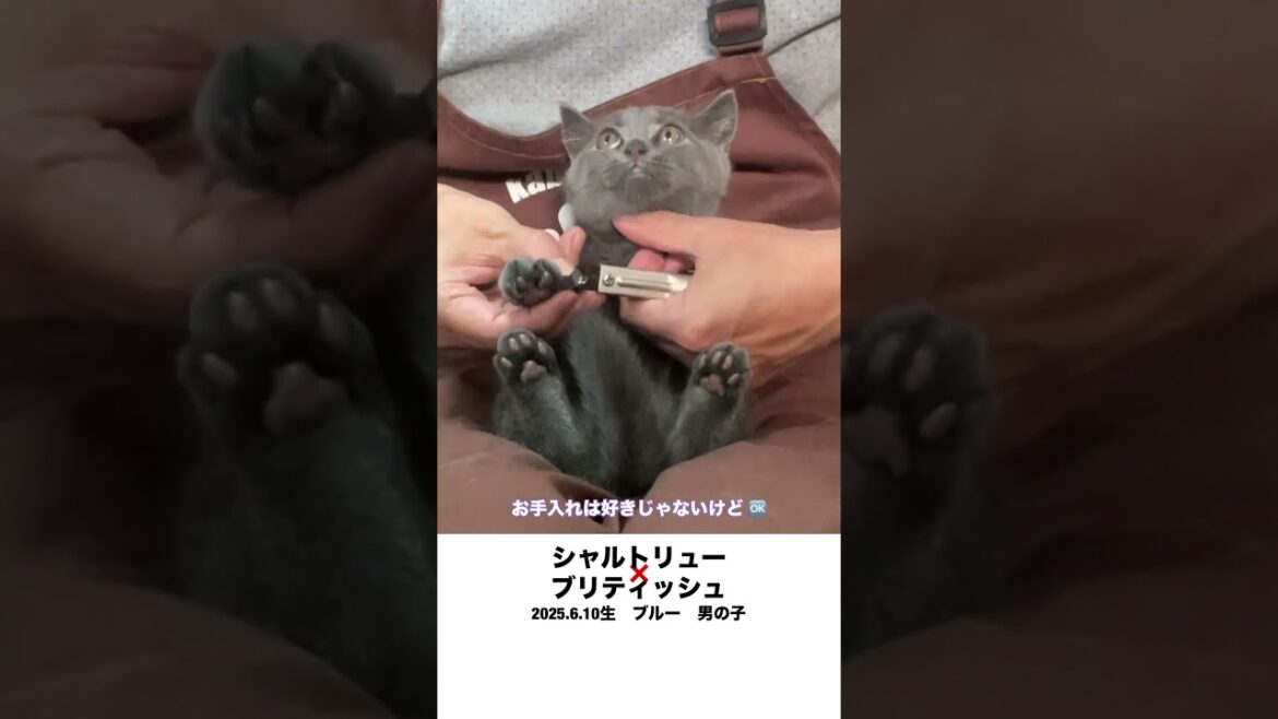 【シャルトリューとブリティッシュショートヘア】掛け合わせた子猫 #ブリティッシュショートヘア #シャルトリュー  #子猫