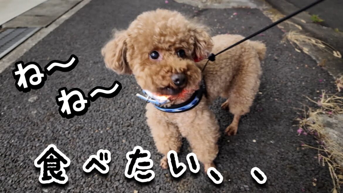 大きいトイプードルの散歩の仕方【デカプー】【名古屋しゃべるトイプードル】