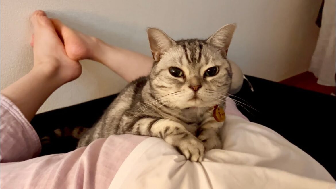 ママのお尻でくつろぐアメリカンショートヘアのあいちゃん。 ママのお尻でくつろぐアメリカンショートヘアのあいちゃん。