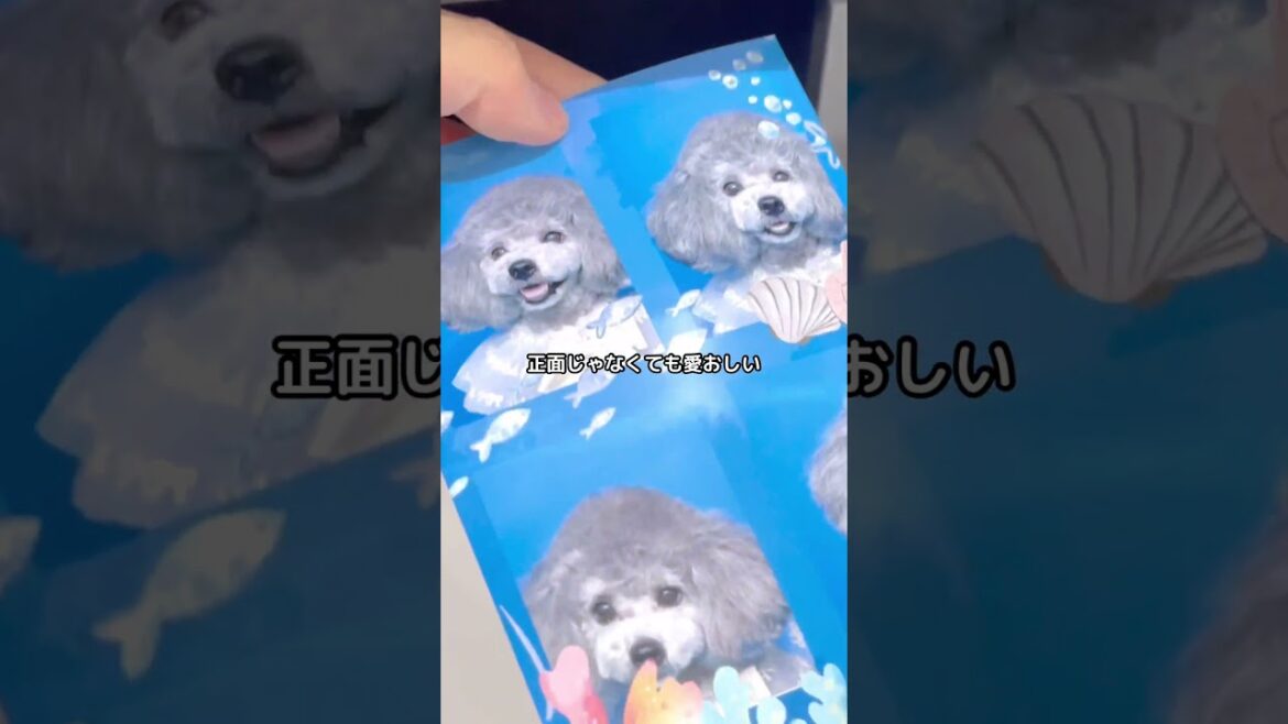 【最新】わんこの証明写真機がすごすぎた #トイプードル #わんこの証明写真 #犬のいる暮らし