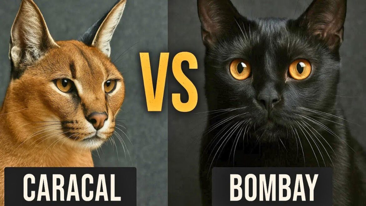 Caracal vs Bombay Cat – Wild Power vs Sleek Mystery
