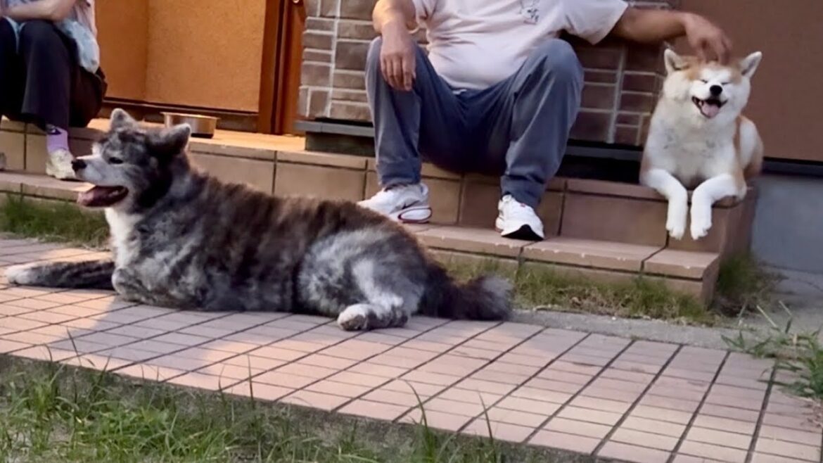 夏の日暮れの夕涼みを家族みんなでのんびり楽しむ秋田犬姉妹【Akita-inu】@akita-inu-pata 夏の日暮れの夕涼みを家族みんなでのんびり楽しむ秋田犬姉妹【Akita-inu】@akita-inu-pata