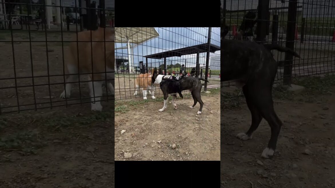 【仲良し注意】ボステリとコーギーずっと見てられる…#ボストンテリア #コーギー