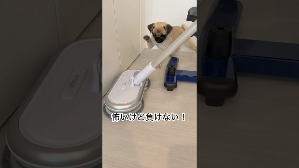 【犬あるある】電動モップに挑むパグ！一歩も引かない攻防