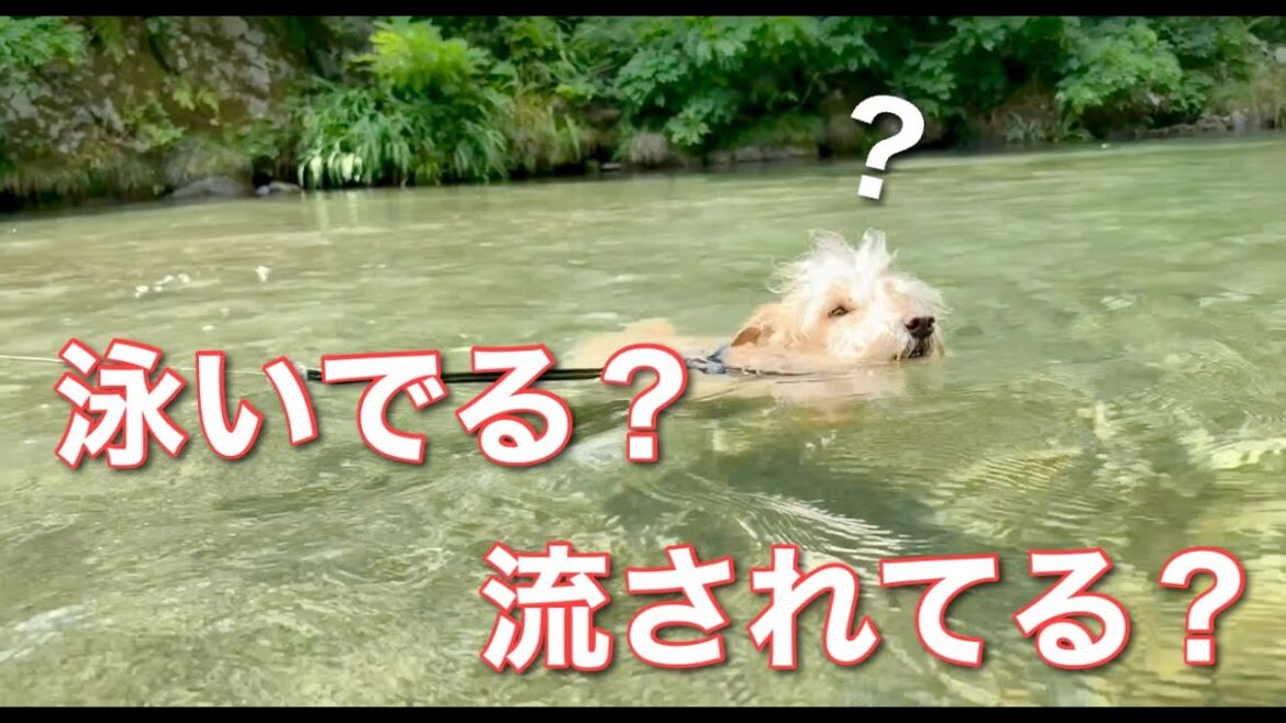 泳いでる？流されてる？レイクランドテリア