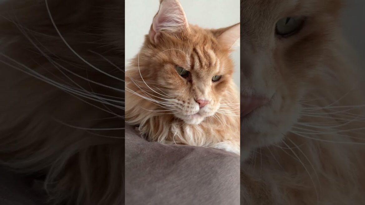 ドアップライオン🦁