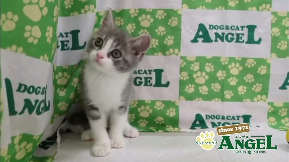 スコティッシュフォールド 2508017 【ペットショップエンゼル 子犬・子猫販売】 スコティッシュフォールド 2508017 【ペットショップエンゼル 子犬・子猫販売】