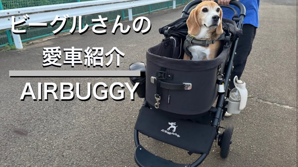 ビーグルさんの愛車紹介#AIRBUGGY#ビーグル#エアモンペット