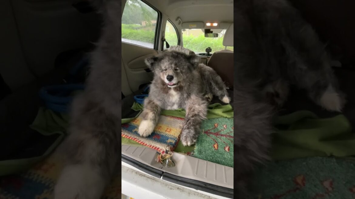 秋田犬長毛カイは雨が大嫌い