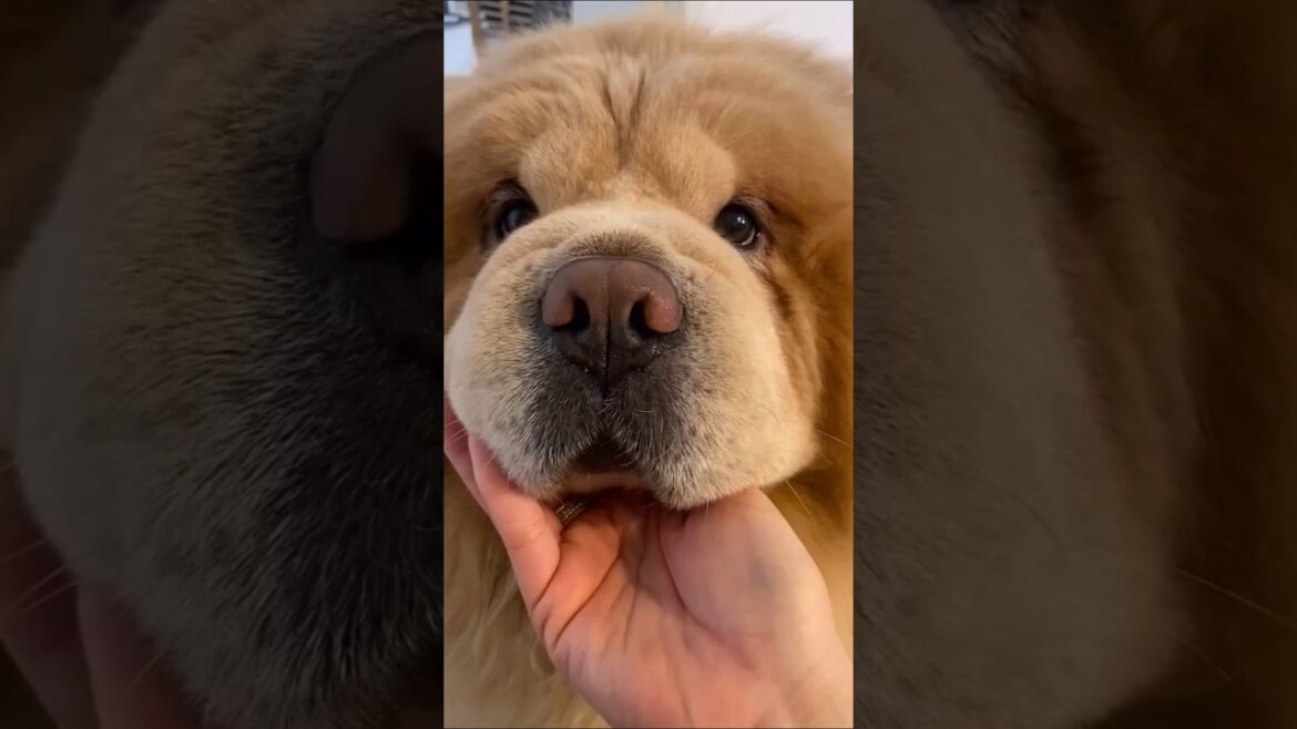 チャウチャウさん見て癒やされたら寝ろwww  #動物 #いぬ #チャウチャウ チャウチャウさん見て癒やされたら寝ろwww  #動物 #いぬ #チャウチャウ