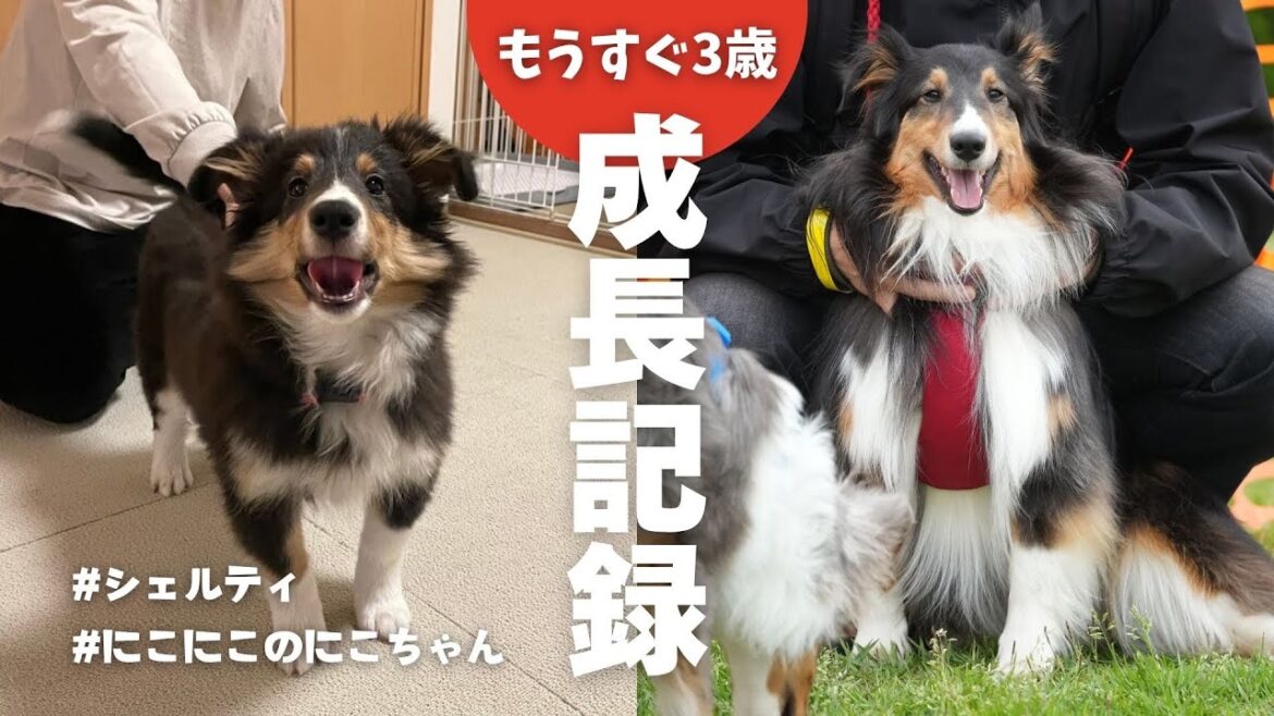 お姉ちゃん犬の成長日記もうすぐ3歳。【シェットランドシープドッグ】【シェルティ】【多頭飼い】