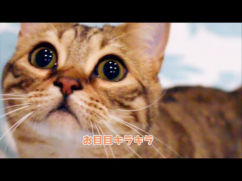 ベンガル×ラガマフィン☆ミックス猫の鳴き声 #shorts ベンガル×ラガマフィン☆ミックス猫の鳴き声 #shorts