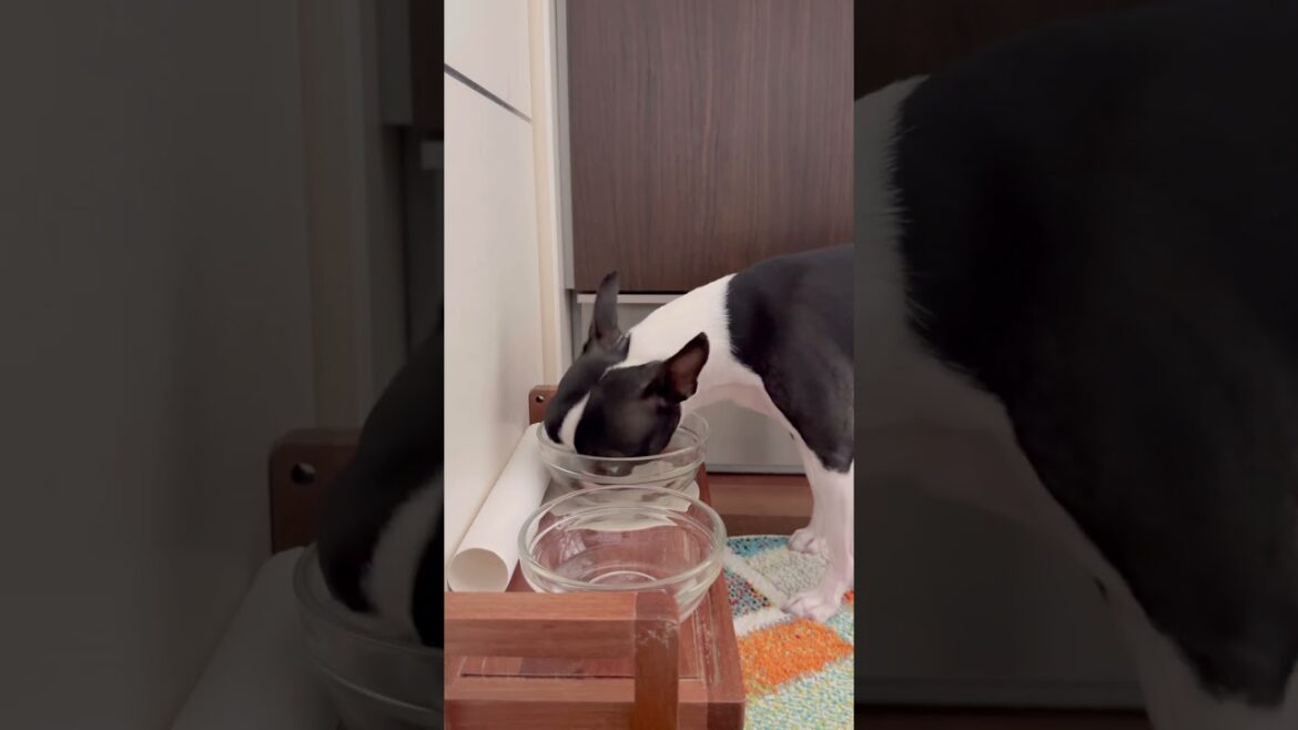 おはよう！メルの朝ごはん #ボストンテリア #ボステリ #bostonterrier