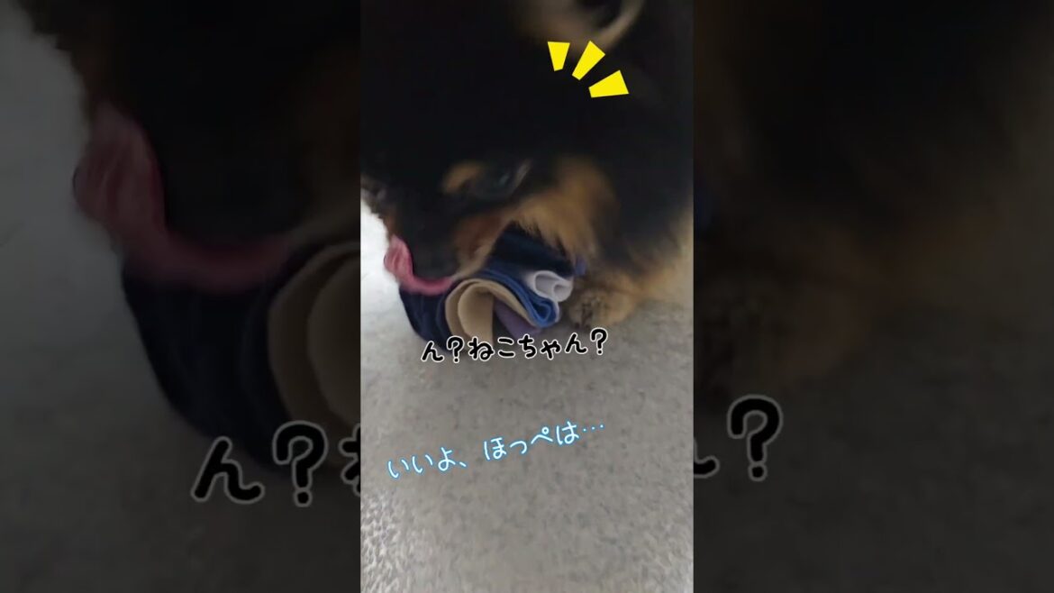 おやつ入りのおもちゃで遊ぶ可愛い黒ポメ【ポメラニアンのDIORとFENDI】#shorts  #犬  #ポメラニアン