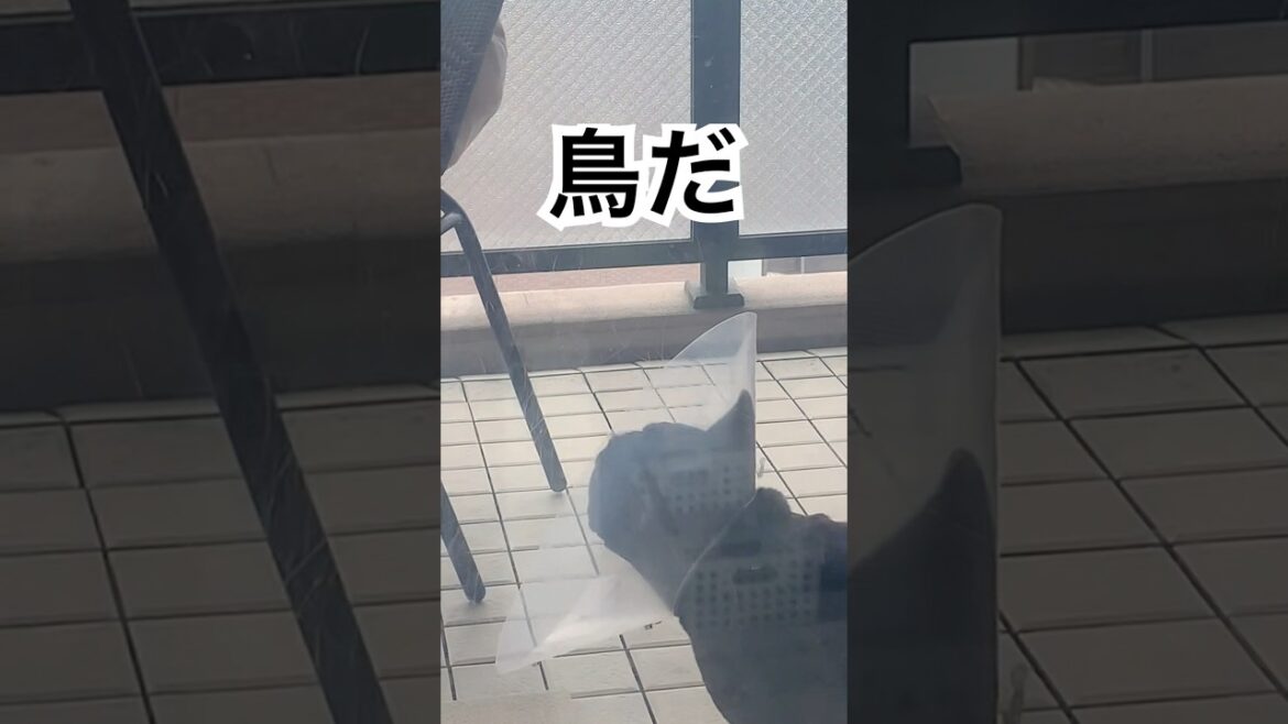 【お昼間の凛さん】ベランダにいる鳥と戯れたいフレンチブルドッグ🐶🐦#frenchbulldog #frenchbulldoglife #frenchie #shorts 【お昼間の凛さん】ベランダにいる鳥と戯れたいフレンチブルドッグ🐶🐦#frenchbulldog #frenchbulldoglife #frenchie #shorts