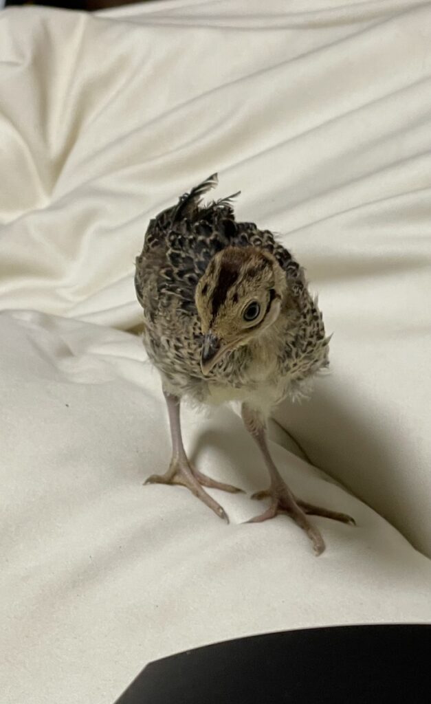 今日も元気いっぱい 第二回!保護犬活動も応援できる”命をつなぐ”平飼い養鶏場の規模拡大(きみ萬露ファーム(舘野)イズファミリー(泉谷) 2025/08/17 投稿) – クラウドファンディング READYFOR image.jpeg