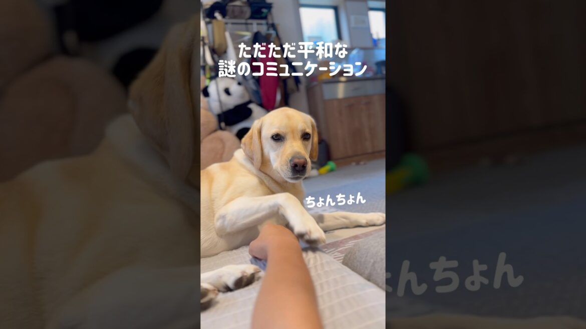 ただただ平和な謎のコミュニケーション★#shorts #ラブラドールレトリバー #labradorretriever #可愛い #癒し #オキシトシン #セロトニン #大型犬 #ぼんちゃん