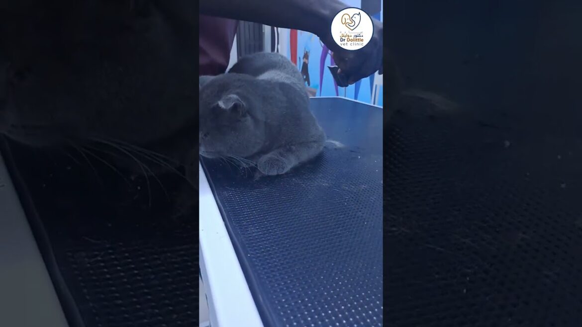 A pampered kitty is a happy kitty