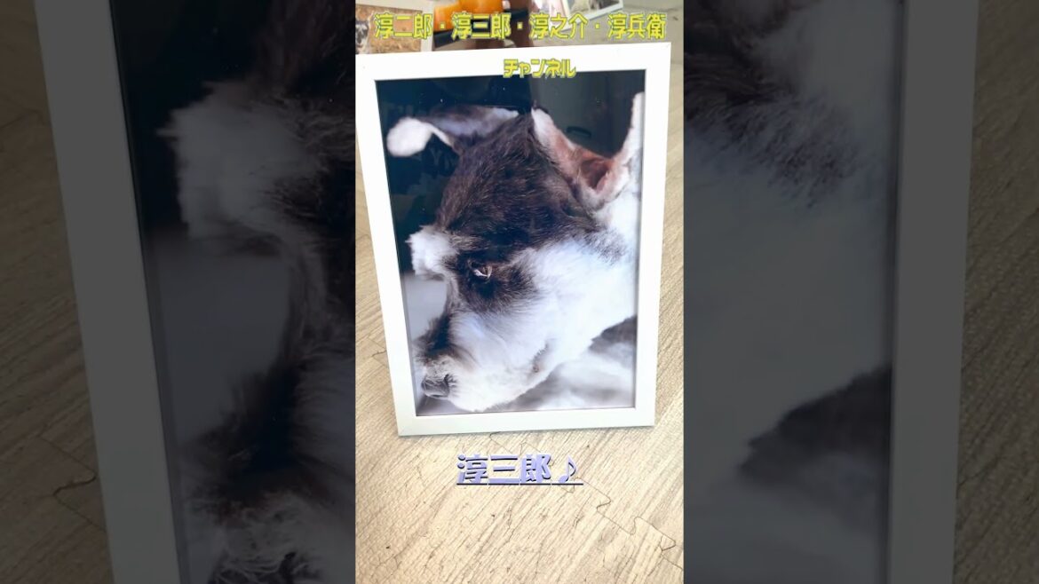 久しぶりにPCプリンターを使用してみました。photo frameに入れてリビングに飾る予定です♪#ミニチュアシュナウザー#シュナウザー#シュナウザー #多頭飼い #愛犬