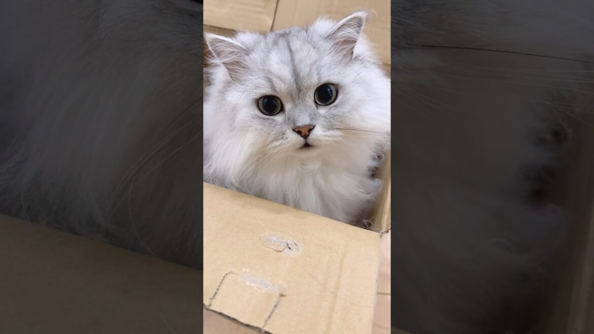 箱と一体化していた猫 【サイベリアン】 #Shorts
