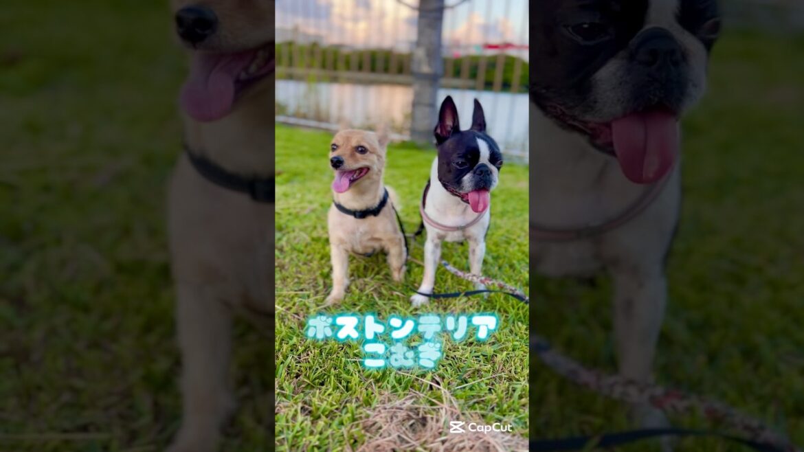 川沿いでちょっと休憩しながら撮影✨ 【ボストンテリア】こむぎ #shorts