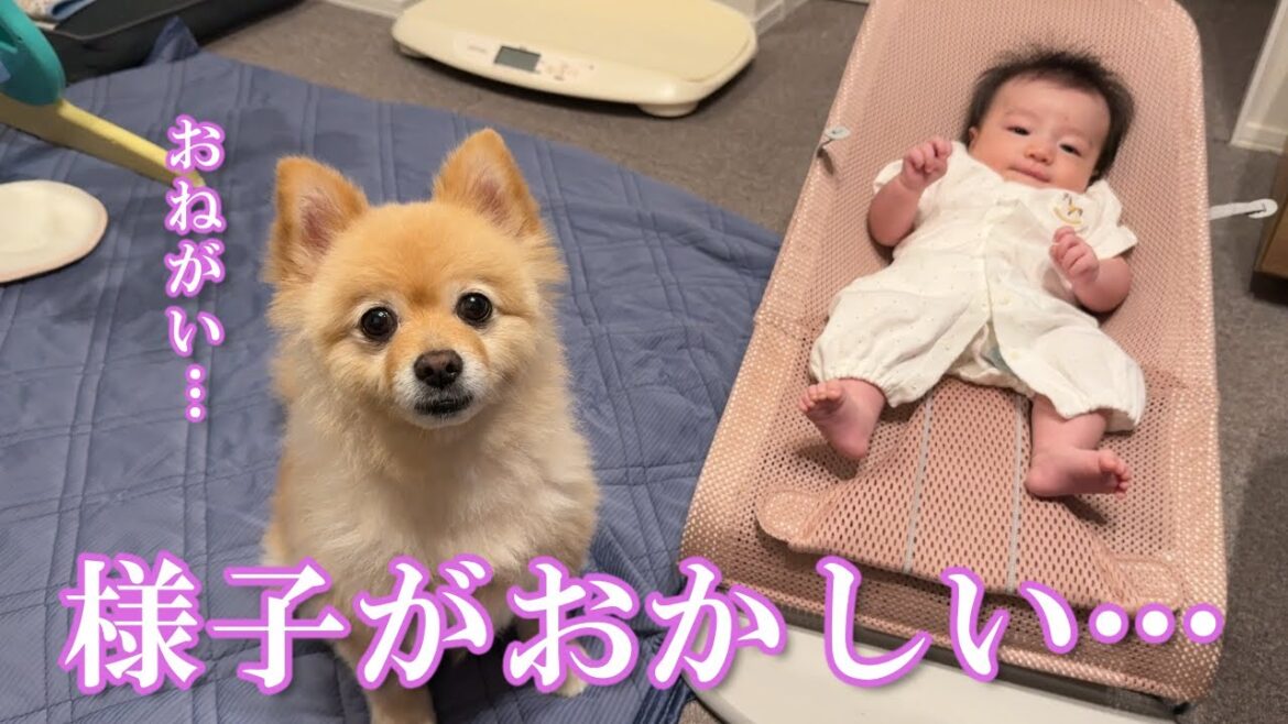 無言の圧力で何かを訴えかけてくるポメラニアンの様子がおかしい… 無言の圧力で何かを訴えかけてくるポメラニアンの様子がおかしい…