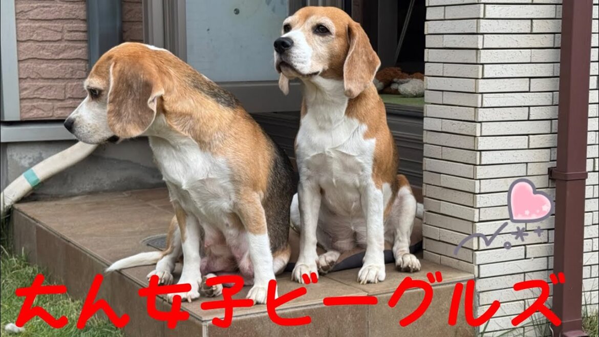 [ビーグル]おもしろいビーグルズのやり取り