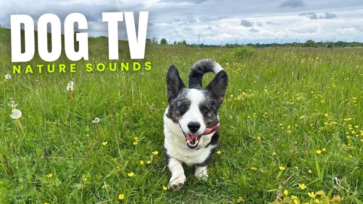 Dog TV Nature Sounds ๐ 4 Hours of Relaxing Piano & Nature Walk for Dogs | Corgi TV ๐ฟ Dog TV Nature Sounds ๐ 4 Hours of Relaxing Piano & Nature Walk for Dogs | Corgi TV ๐ฟ