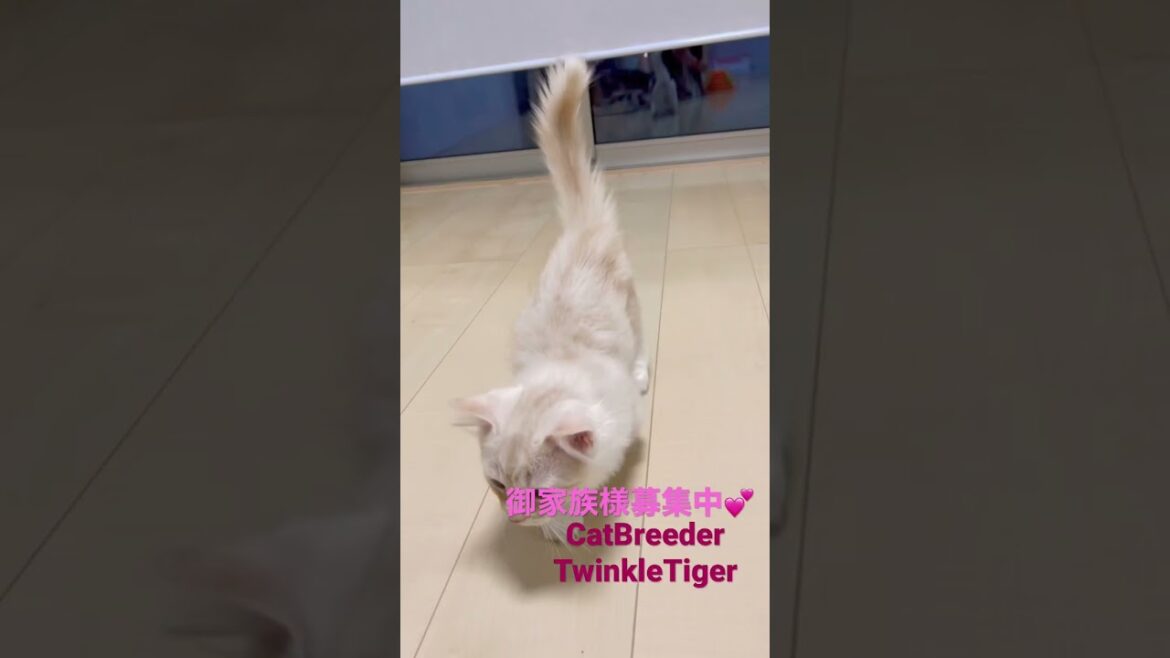 僕の家族を募集してるにゃ🐈🐾短足ミヌエット♂💕 【お問合せ詳細は説明欄、コメ欄に記載あります】#ブリーダー直販 #ラパーマ #猫 #マンチカン #ミヌエット #子猫 #猫のいる暮らし #子猫販売