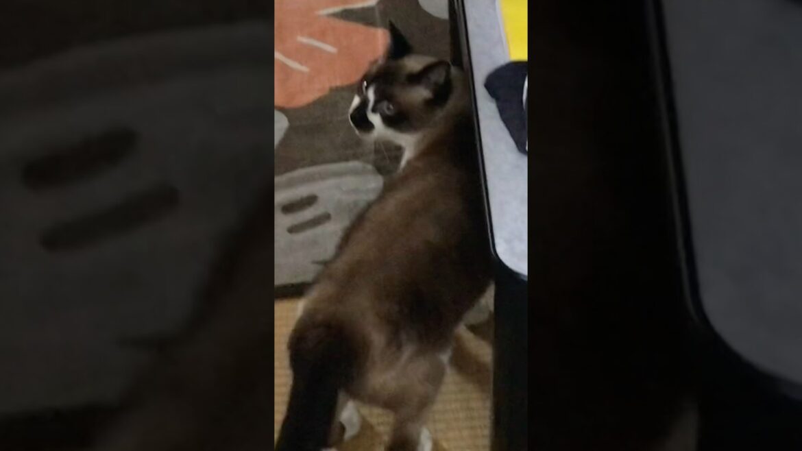 かわいいシャム猫#cat #猫のいる暮らし #ねこ #shorts