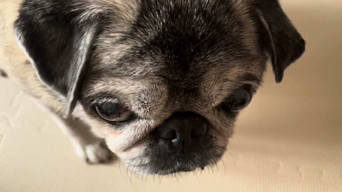 2025/8/17パグのマリアさん。Pug  Maria. 2025/8/17パグのマリアさん。Pug  Maria.