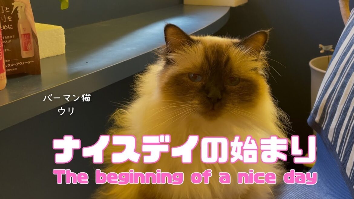 バーマン猫ガブとウリとラフ【ナイスデイの始まり】The beginning of a nice day（バーマン猫）Birman/Cat
