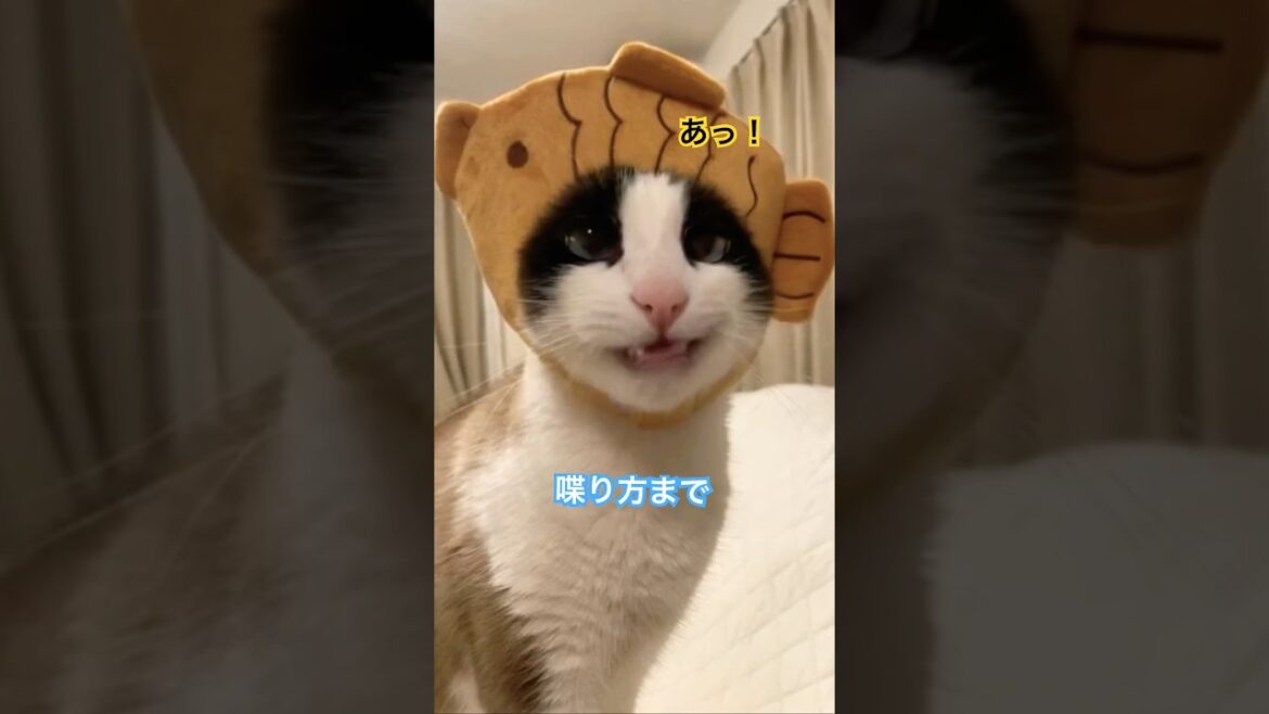 そんなに僕のことがチュキなの？ #ねこ動画  #猫のいる暮らし #shorts