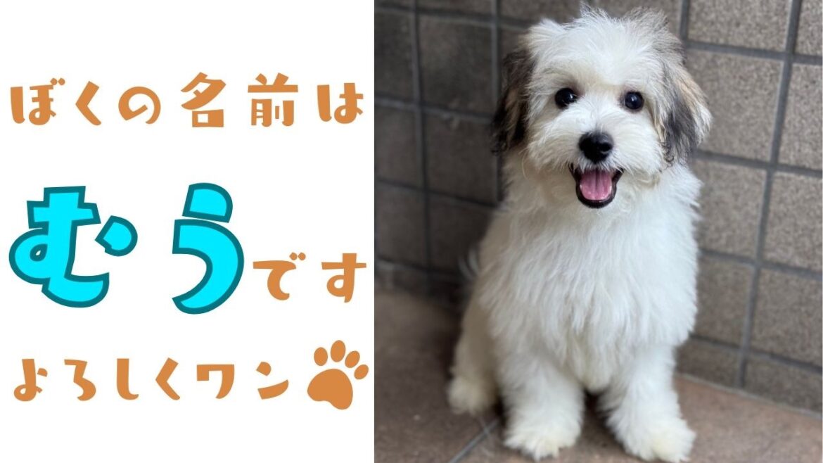 【お迎え初日】生後155日のビションフリーゼ✖パピヨンの子犬をお迎えしました～