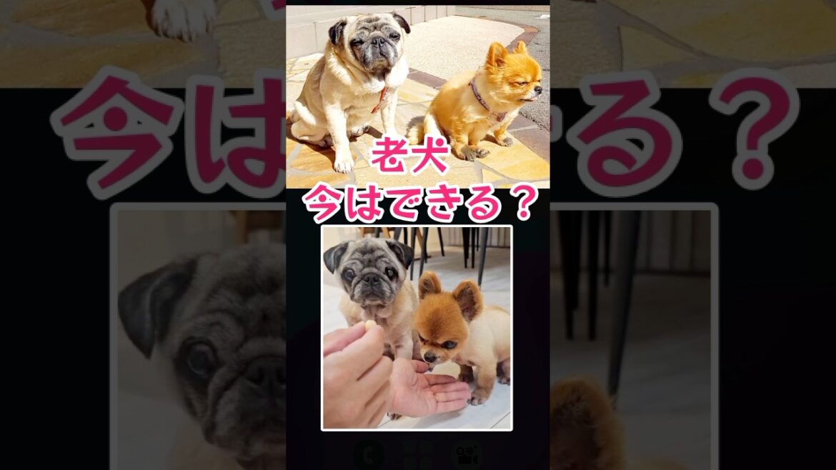 老犬のパグとチワワ！お手や待て出来なくなった？#チワワ #パグ #funny