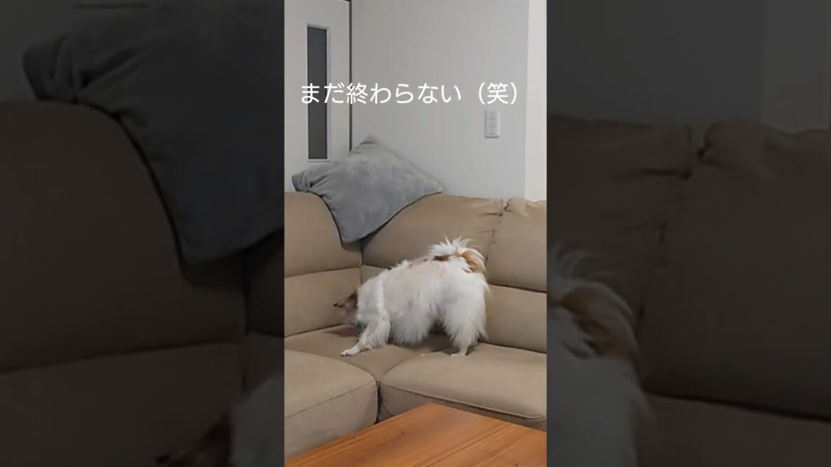 犬がやめられない習慣がコレ #愛犬 #犬のいる生活 #パピヨン