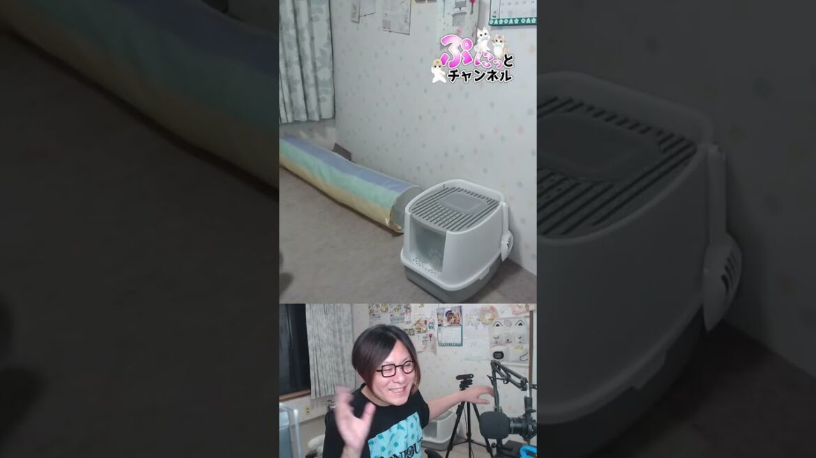 コミケ楽しかったです♪猫ちゃんライブ配信♪