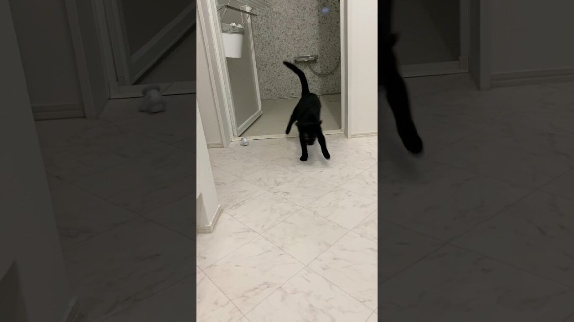 ねずみと黒猫　#ボンベイ #cat #bombay #猫 #ねこ #猫のいる暮らし #猫のいる生活 #ねこ動画 #おもちゃ #子猫