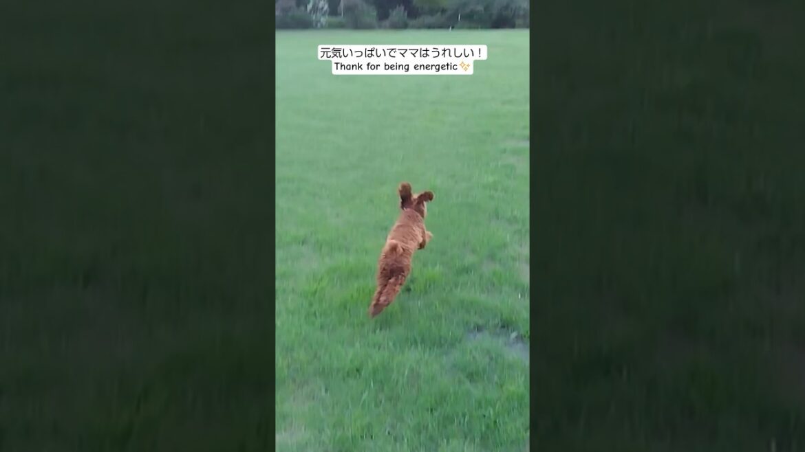 追いかけっこするトイプードル　My dog is chasing Tom #toypoodle #dogs #puppy