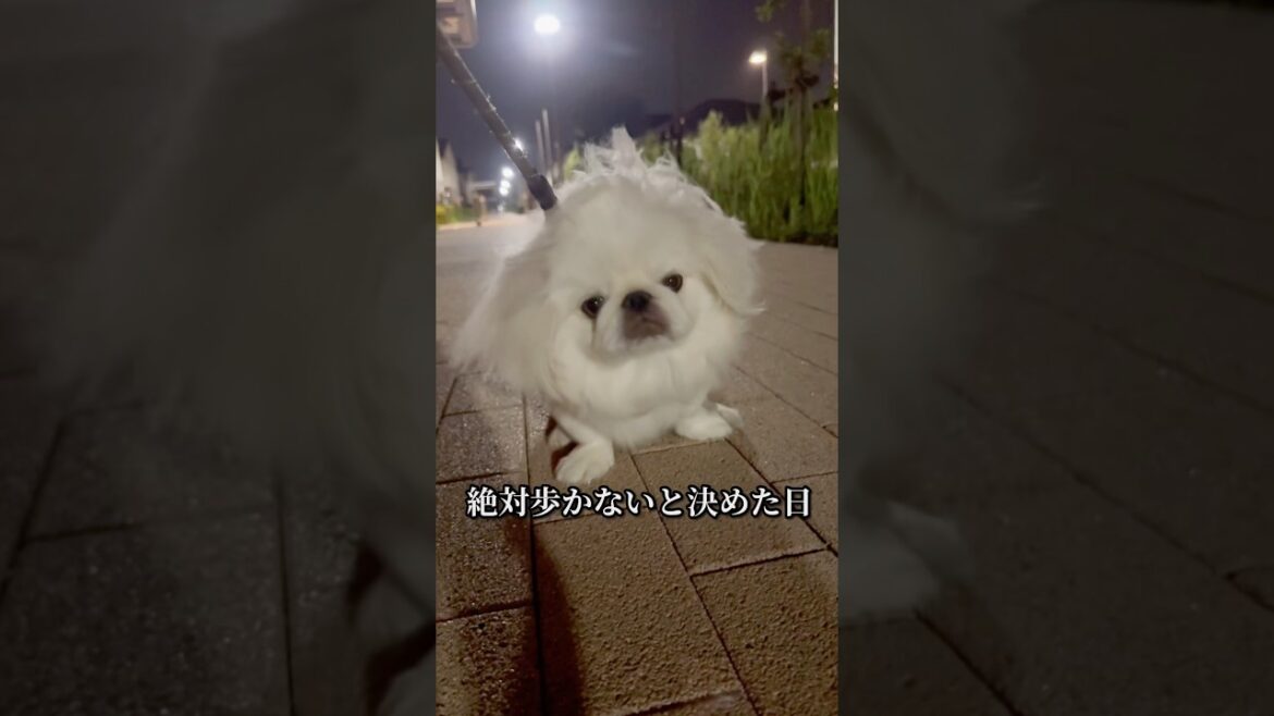 【お散歩拒否犬】帰りたい...　#犬のいる生活 #Pekinese #犬のお散歩