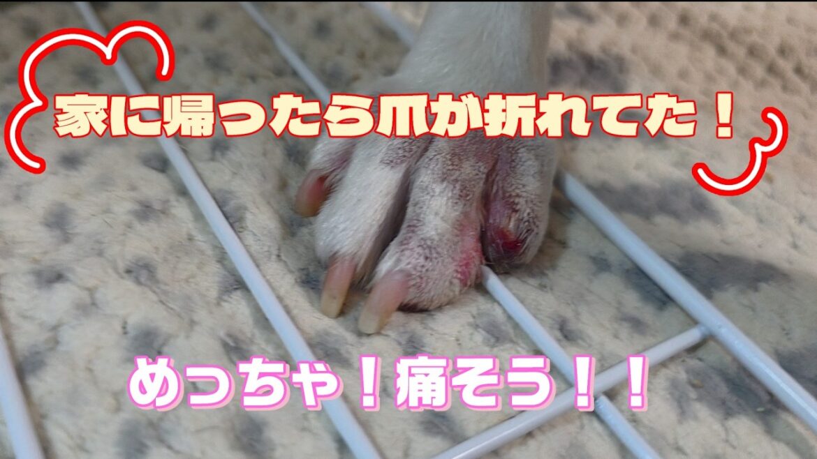 バセンジーの鈴木君17歳９ヶ月、スーさんの爪が折れた日 Basenji, 17 years and 9 months old