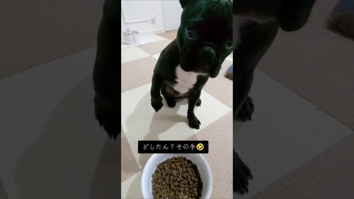 朝ごはん　#フレンチブルドッグ #犬のいる暮らし #多頭飼い #frenchbulldog #日常 # #shorts #フレブル #shortvideo
