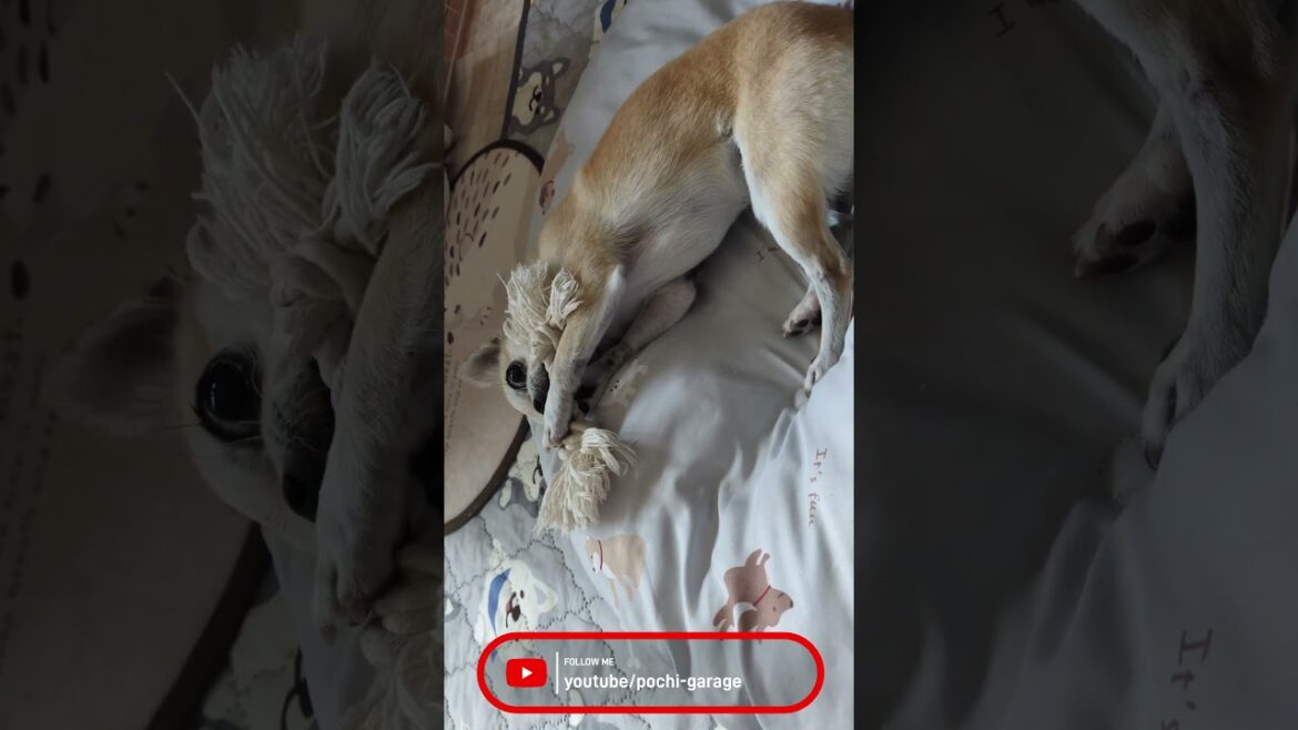 スムースコートチワワ きな子ちゃんとロープ #Shorts #dog