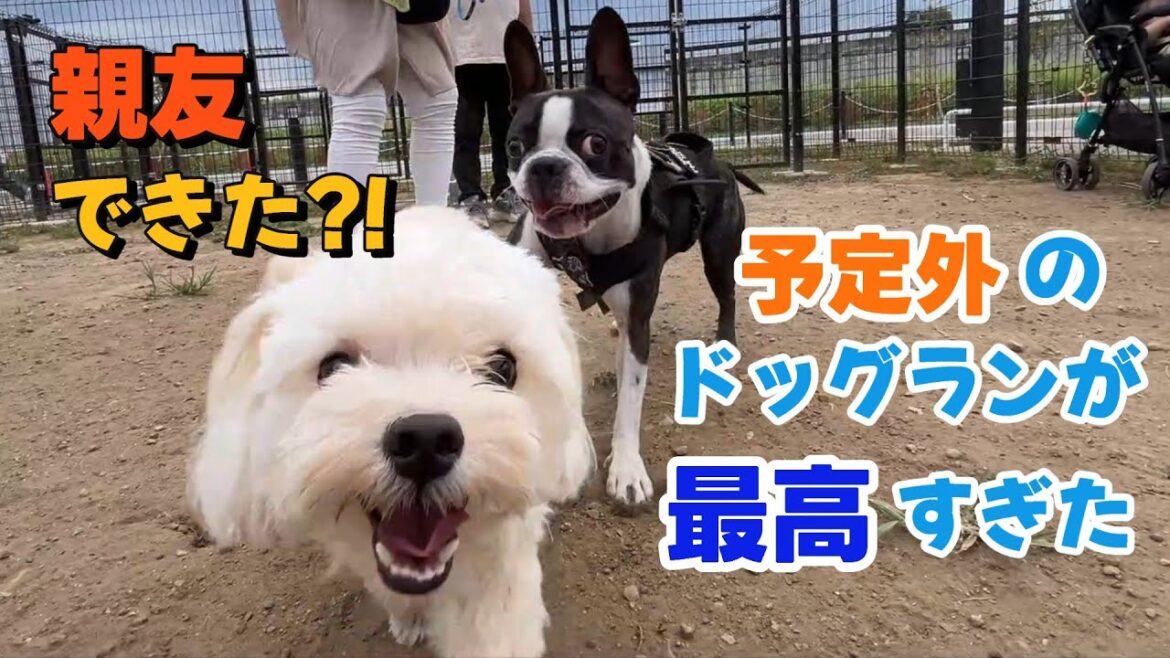 道の駅で親友できた?!予定外のドッグランが最高すぎた#ボストンテリア #コーギー #チワワ #道の駅 #ドッグラン