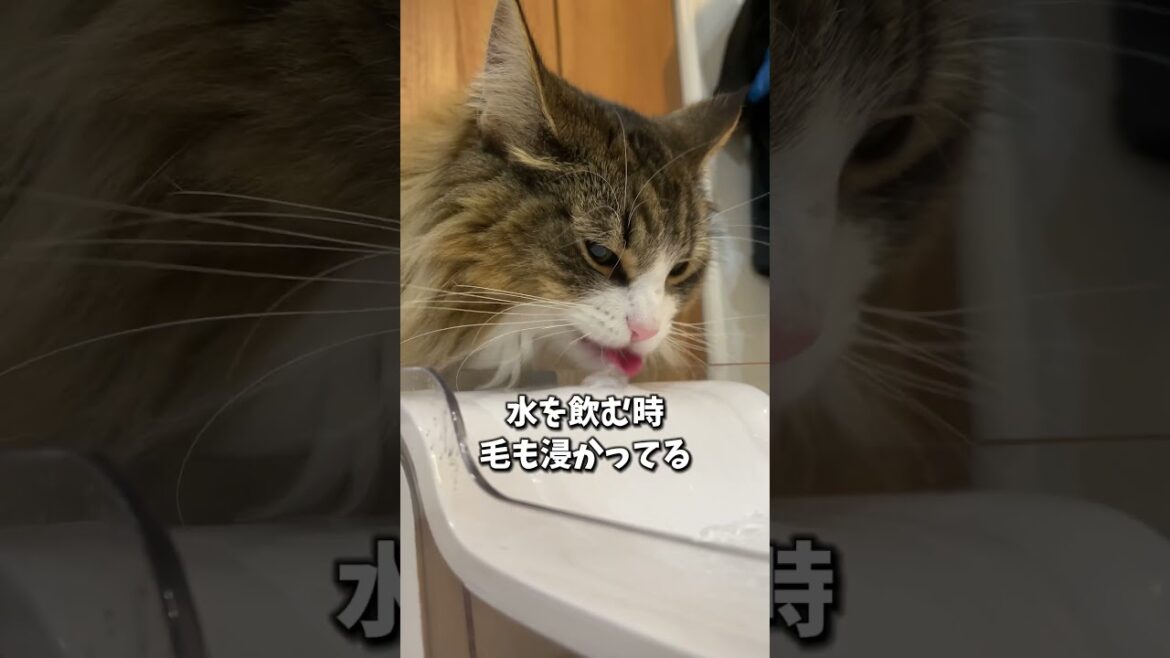 長毛種あるある、みんなも教えて〜！　#cat #猫 #ノルウェージャン #ノルウェージャンフォレストキャット #北欧猫