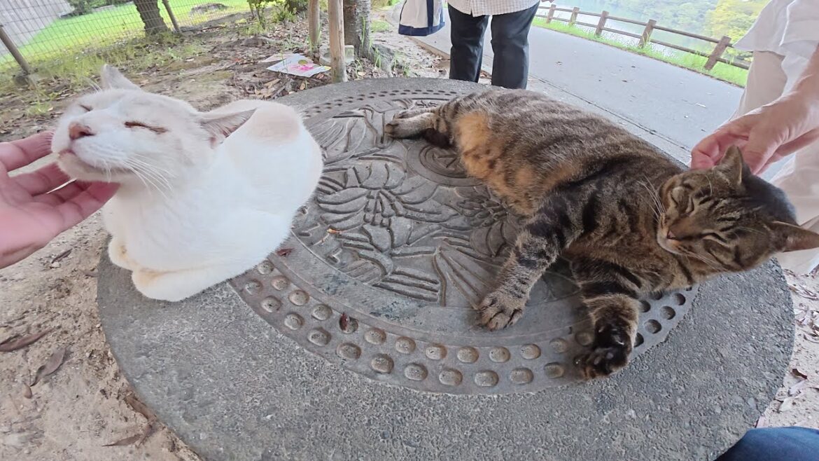シャム猫とキジ猫の仲良しコンビがトライアル保護から公園に戻って来た