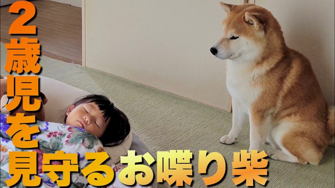 眠る２歳児を優しく見守る兄柴。ただお喋りな柴犬だと…こうなる