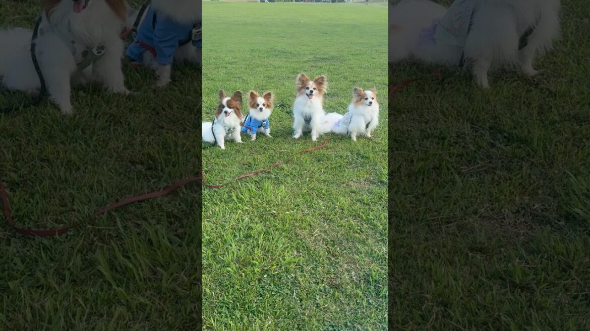 久しぶりにポムのお兄ちゃんお姉ちゃんに再会した！ #shorts