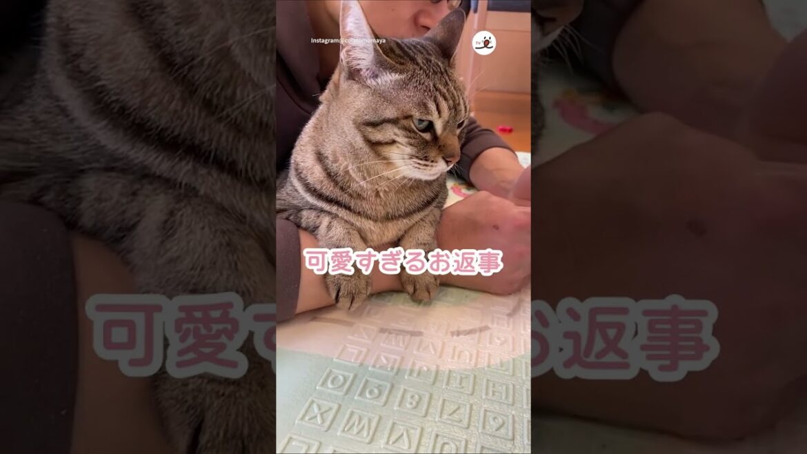 なんて可愛いお返事なの♡｜PECO #猫の鳴き声 #サバトラ #猫 #meowing #silvertabby #cat