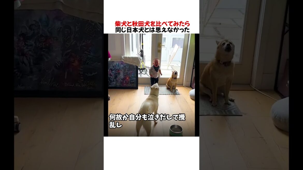 柴犬と秋田犬を比べてみたら同じ日本犬とは思えなかったwwwww